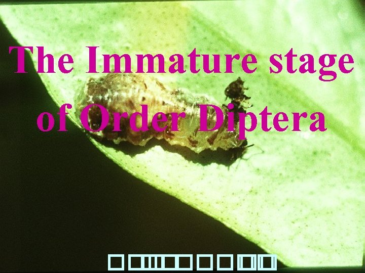 The Immature stage of Order Diptera ������� �� 