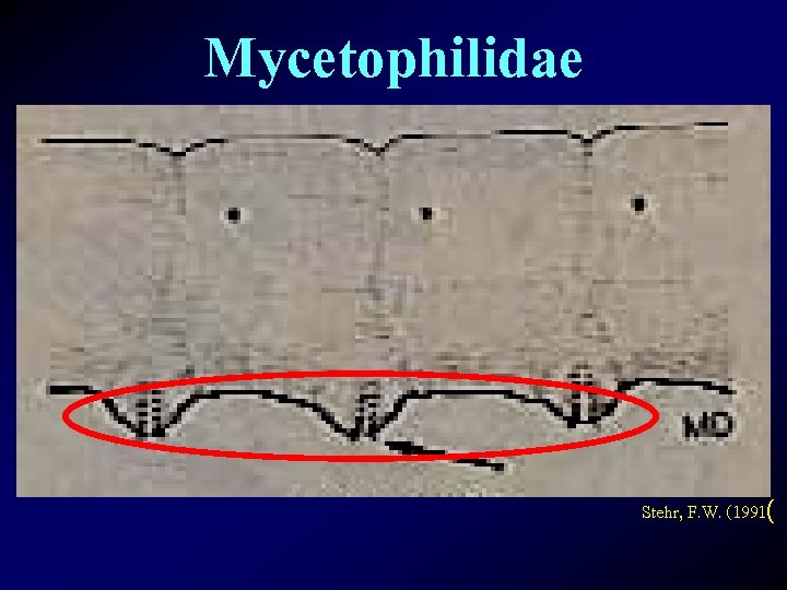 Mycetophilidae Stehr, F. W. (1991( 