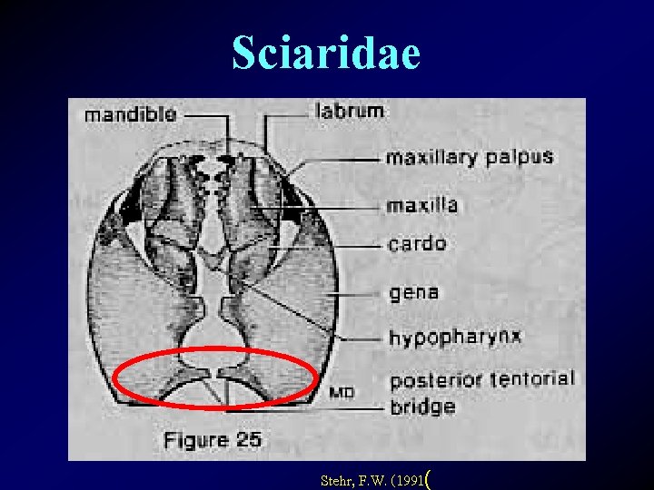 Sciaridae Stehr, F. W. (1991( 