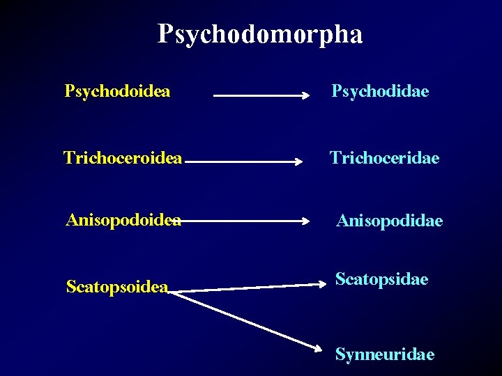 Psychodomorpha Psychodoidea Psychodidae Trichoceroidea Trichoceridae Anisopodoidea Anisopodidae Scatopsoidea Scatopsidae Synneuridae 