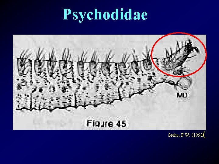 Psychodidae Stehr, F. W. (1991( 