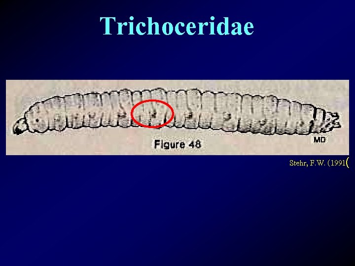 Trichoceridae Stehr, F. W. (1991( 