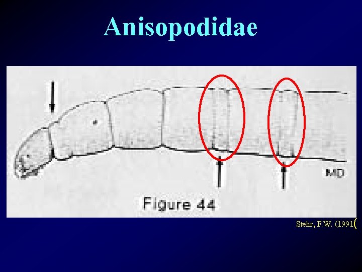 Anisopodidae Stehr, F. W. (1991( 