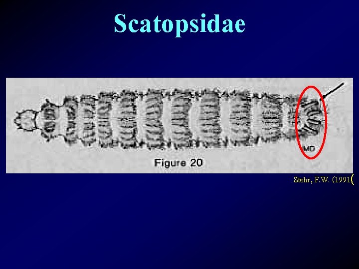 Scatopsidae Stehr, F. W. (1991( 