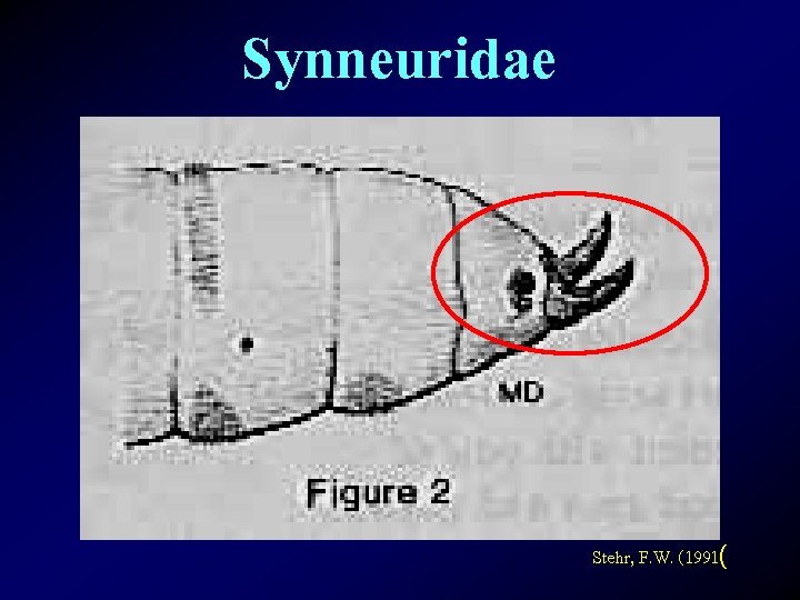 Synneuridae Stehr, F. W. (1991( 