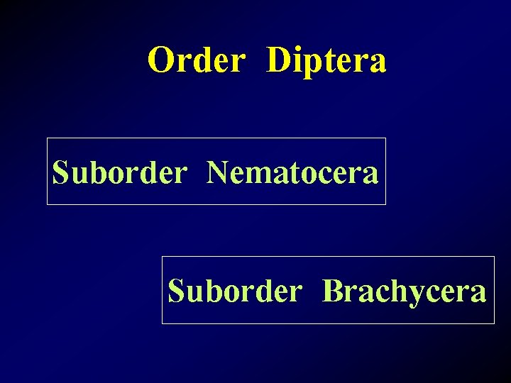 Order Diptera Suborder Nematocera Suborder Brachycera 