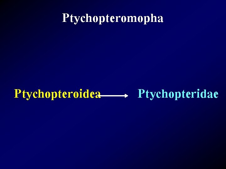 Ptychopteromopha Ptychopteroidea Ptychopteridae 