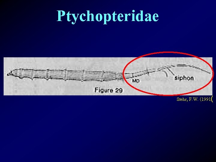 Ptychopteridae Stehr, F. W. (1991( 