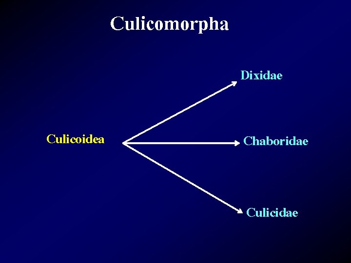 Culicomorpha Dixidae Culicoidea Chaboridae Culicidae 