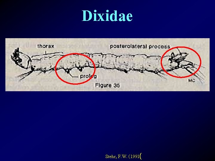 Dixidae Stehr, F. W. (1991( 