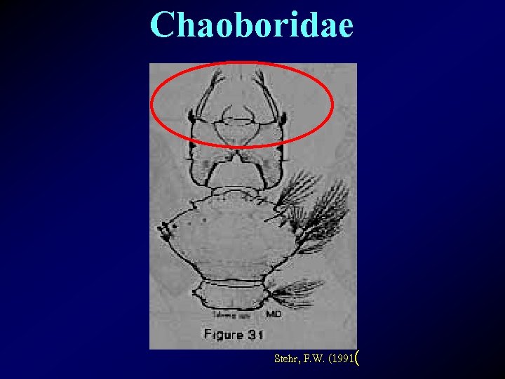 Chaoboridae Stehr, F. W. (1991( 