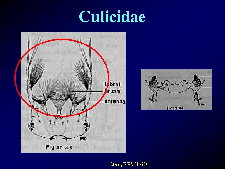 Culicidae Stehr, F. W. (1991( 