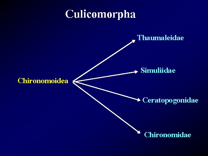 Culicomorpha Thaumaleidae Chironomoidea Simuliidae Ceratopogonidae Chironomidae 