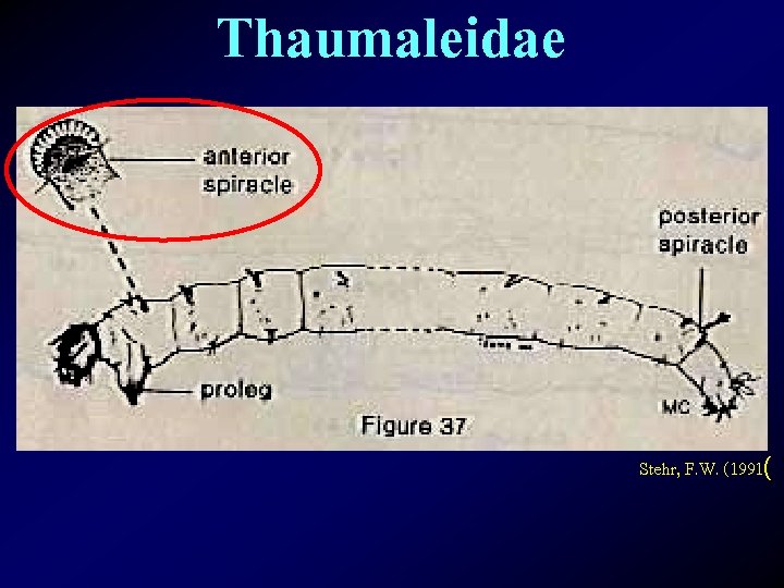 Thaumaleidae Stehr, F. W. (1991( 