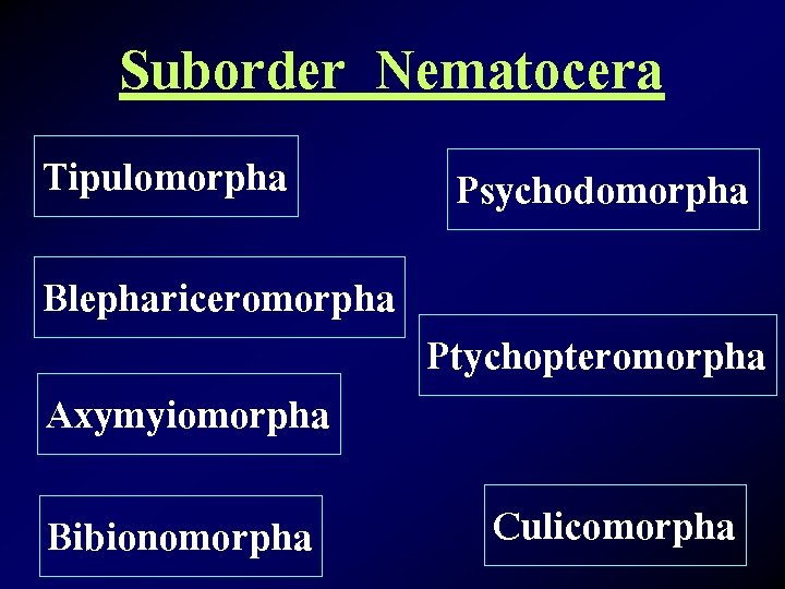 Suborder Nematocera Tipulomorpha Blephariceromorpha Axymyiomorpha Bibionomorpha Psychodomorpha Ptychopteromorpha Culicomorpha 