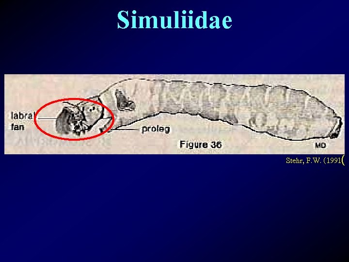 Simuliidae Stehr, F. W. (1991( 