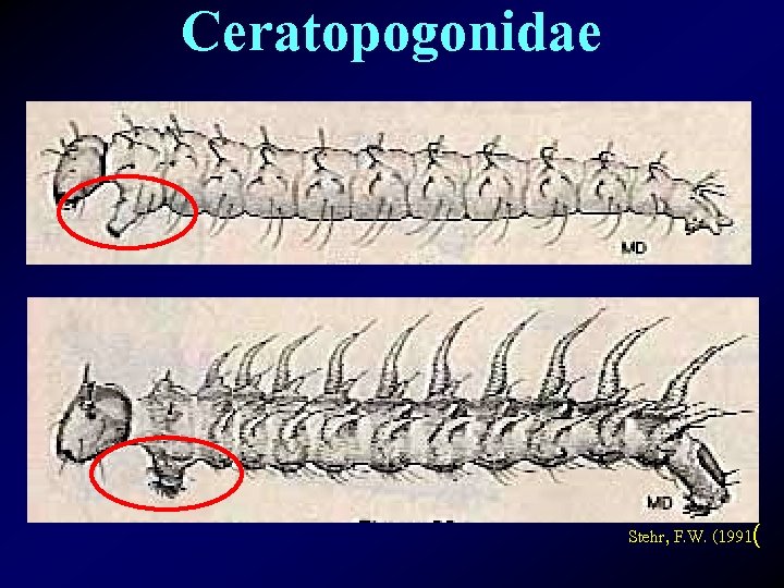 Ceratopogonidae Stehr, F. W. (1991( 