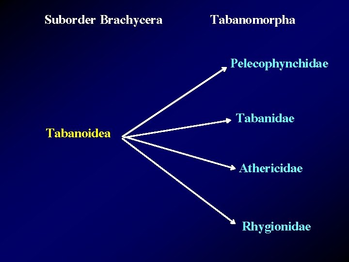 Suborder Brachycera Tabanomorpha Pelecophynchidae Tabanoidea Tabanidae Athericidae Rhygionidae 