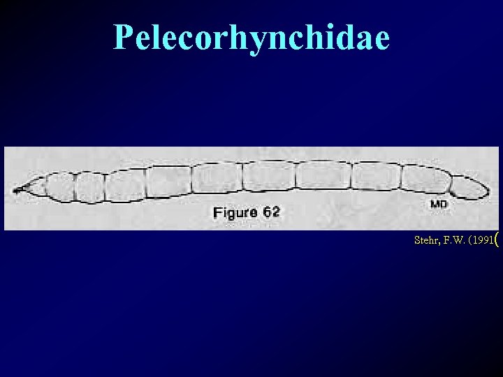 Pelecorhynchidae Stehr, F. W. (1991( 