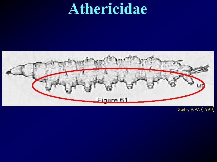 Athericidae Stehr, F. W. (1991( 