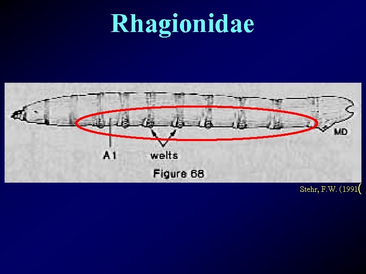 Rhagionidae Stehr, F. W. (1991( 