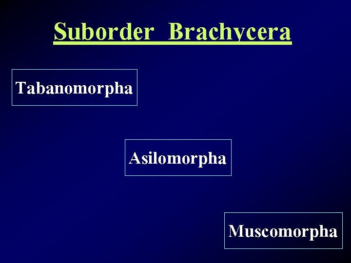 Suborder Brachycera Tabanomorpha Asilomorpha Muscomorpha 