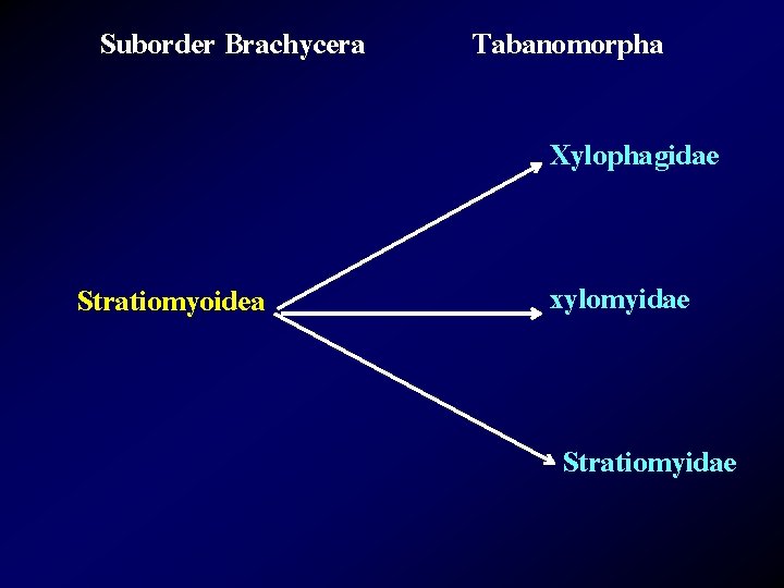 Suborder Brachycera Tabanomorpha Xylophagidae Stratiomyoidea xylomyidae Stratiomyidae 
