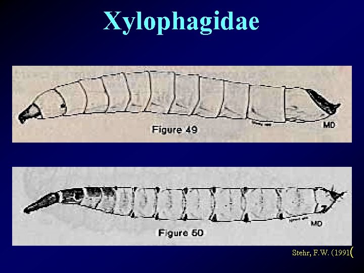 Xylophagidae Stehr, F. W. (1991( 