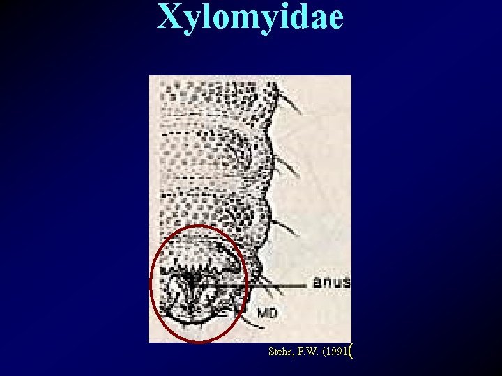 Xylomyidae Stehr, F. W. (1991( 