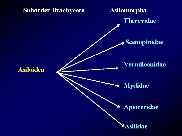 Suborder Brachycera Asilomorpha Therevidae Scenopinidae Asiloidea Vermileonidae Mydidae Apioceridae Asilidae 