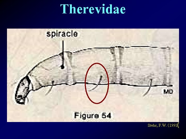 Therevidae Stehr, F. W. (1991( 