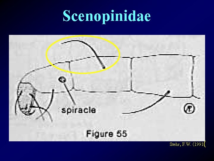 Scenopinidae Stehr, F. W. (1991( 