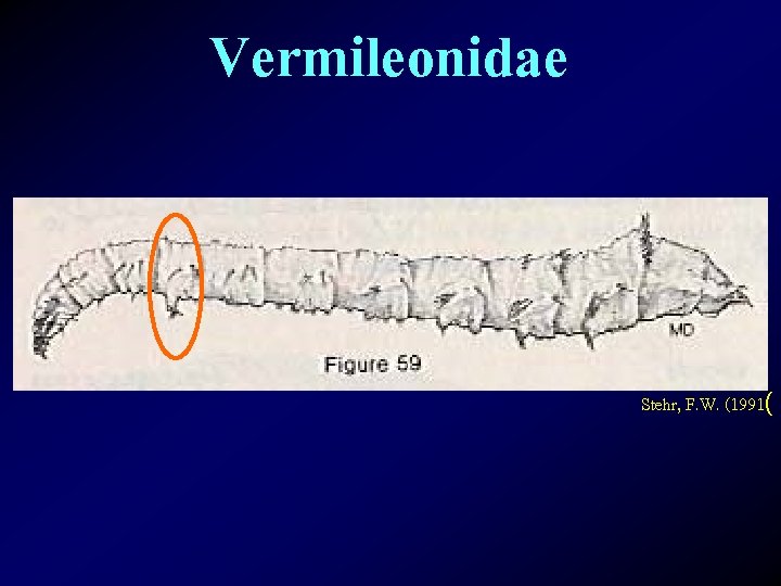 Vermileonidae Stehr, F. W. (1991( 