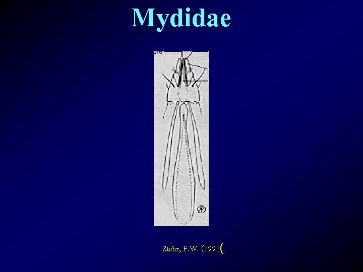Mydidae Stehr, F. W. (1991( 