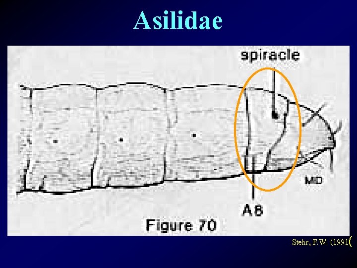 Asilidae Stehr, F. W. (1991( 