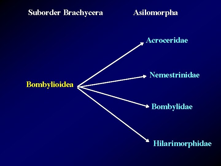 Suborder Brachycera Asilomorpha Acroceridae Bombylioidea Nemestrinidae Bombylidae Hilarimorphidae 