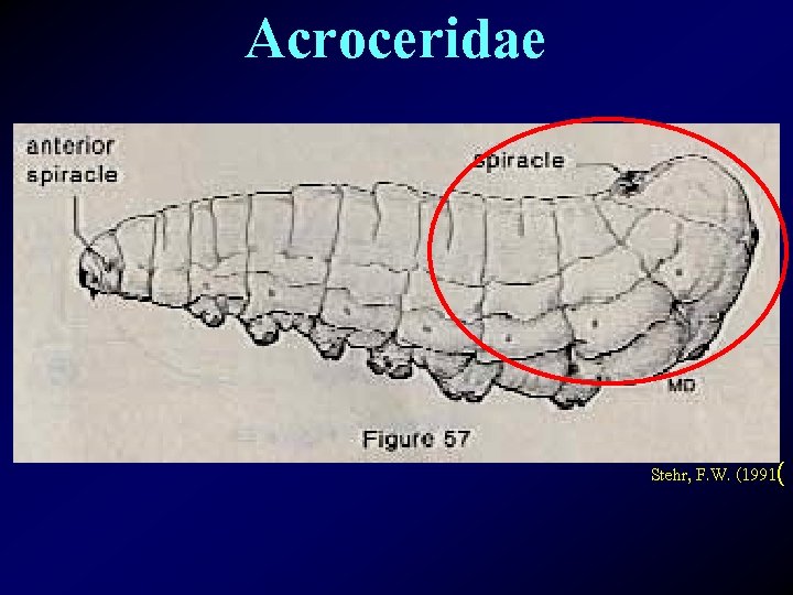 Acroceridae Stehr, F. W. (1991( 