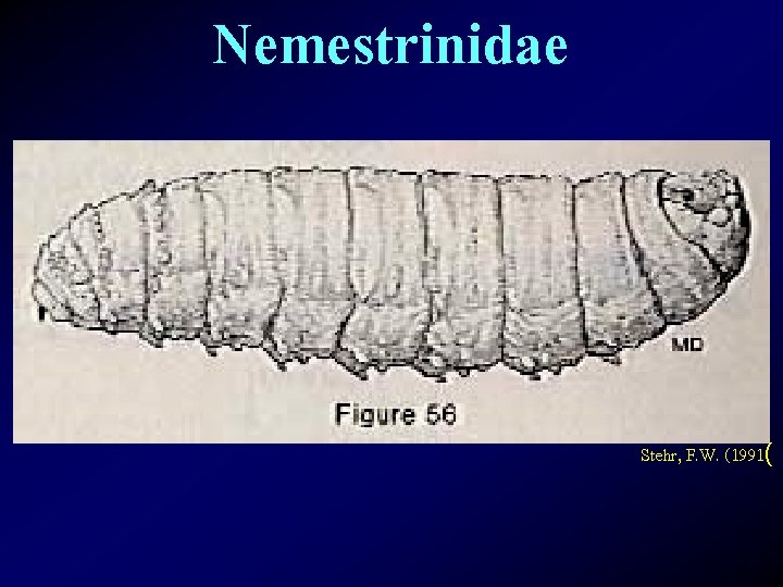 Nemestrinidae Stehr, F. W. (1991( 