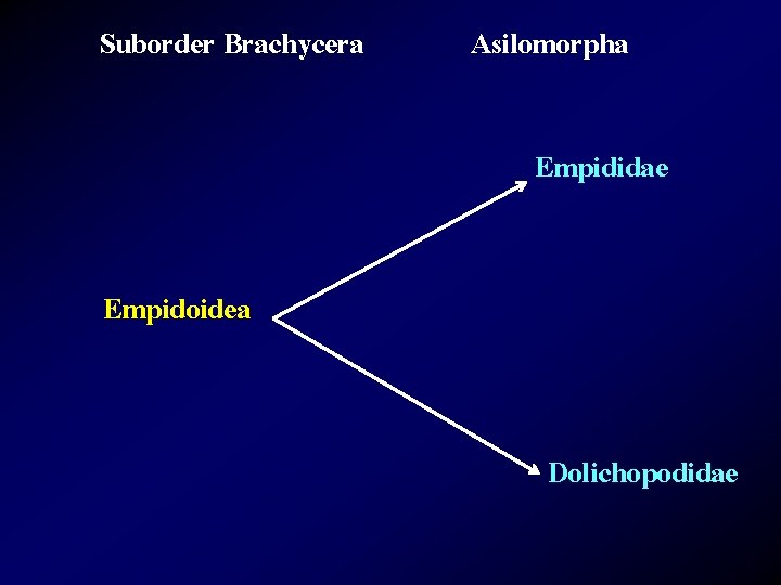 Suborder Brachycera Asilomorpha Empididae Empidoidea Dolichopodidae 