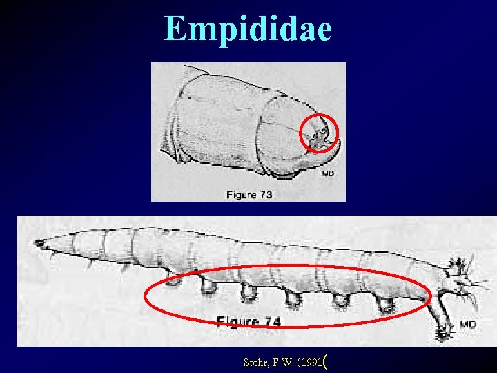 Empididae Stehr, F. W. (1991( 