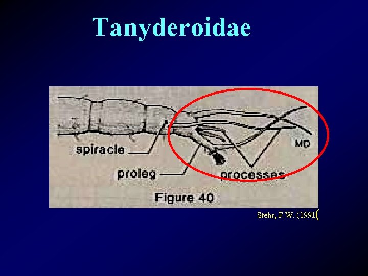 Tanyderoidae Stehr, F. W. (1991( 