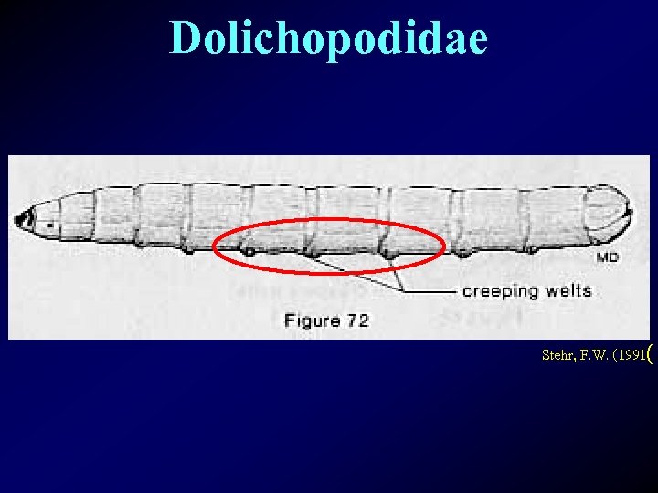 Dolichopodidae Stehr, F. W. (1991( 