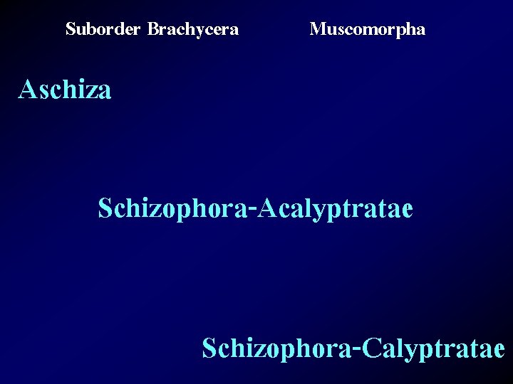 Suborder Brachycera Muscomorpha Aschiza Schizophora-Acalyptratae Schizophora-Calyptratae 