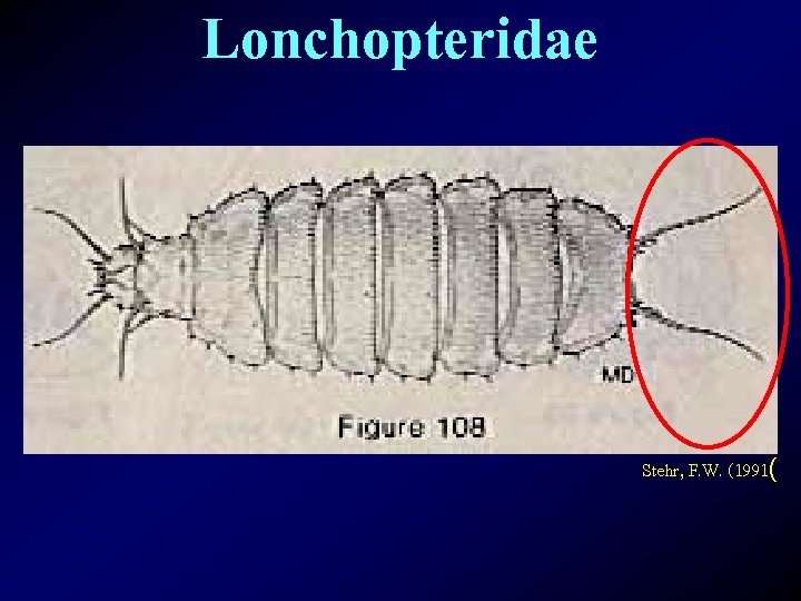 Lonchopteridae Stehr, F. W. (1991( 