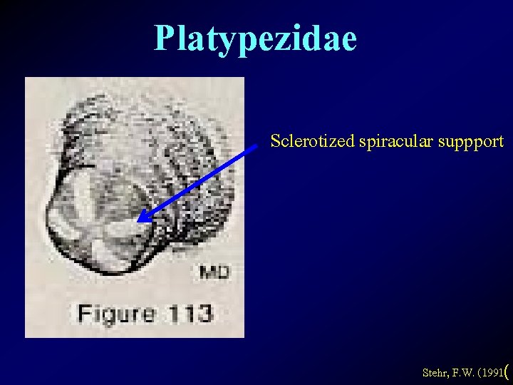 Platypezidae Sclerotized spiracular suppport Stehr, F. W. (1991( 