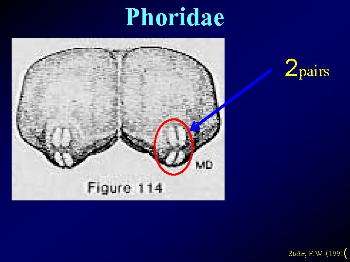 Phoridae 2 pairs Stehr, F. W. (1991( 