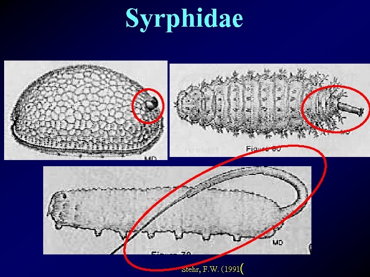 Syrphidae Stehr, F. W. (1991( 