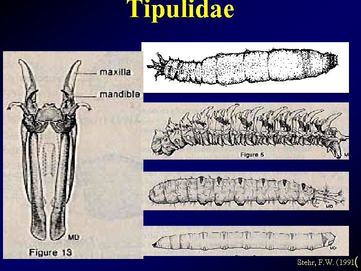 Tipulidae Stehr, F. W. (1991( 