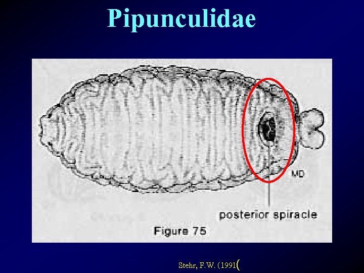 Pipunculidae Stehr, F. W. (1991( 