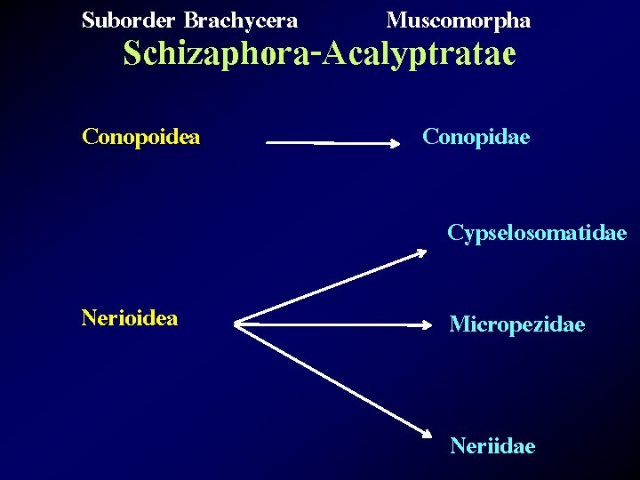 Suborder Brachycera Muscomorpha Schizaphora-Acalyptratae Conopoidea Conopidae Cypselosomatidae Nerioidea Micropezidae Neriidae 